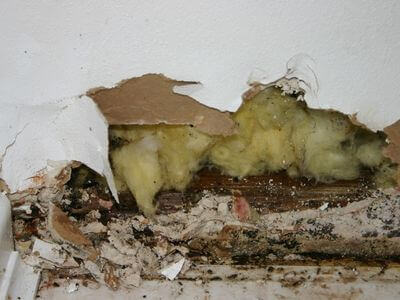 About Attic Mold Removal Madison - attic mold removal experts in Madison